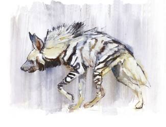 Striped Hyaena (Mark Adlington) - Muzeo.com