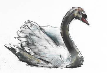 Swan (Mark Adlington) - Muzeo.com