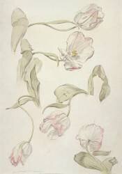 Tulipes (Albert Williams) - Muzeo.com