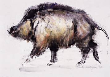 Wild Boar (Mark Adlington) - Muzeo.com