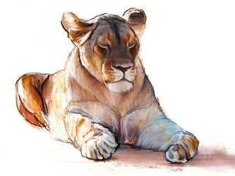 Yogi Lioness (Mark Adlington) - Muzeo.com