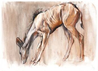 Young Kudu (Mark Adlington) - Muzeo.com