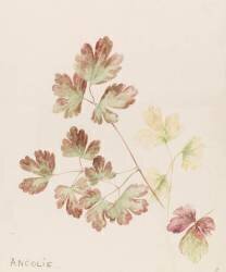 Ancolie (Emile Gallé) - Muzeo.com