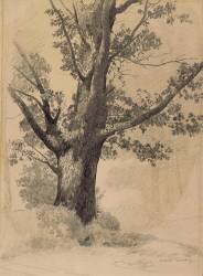 Arbre (Odilon Redon) - Muzeo.com