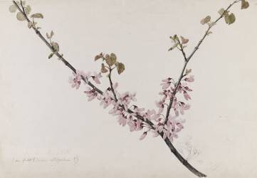 Arbre de Judée (Emile Gallé) - Muzeo.com