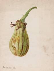 Aubergine - Solanum melongena (Emile Gallé) - Muzeo.com