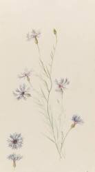 Bleuets (Emile Gallé) - Muzeo.com