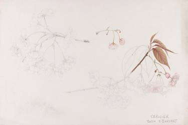 Cerisier (Emile Gallé) - Muzeo.com