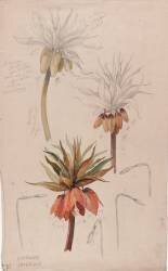 Couronnes impériales (Emile Gallé) - Muzeo.com