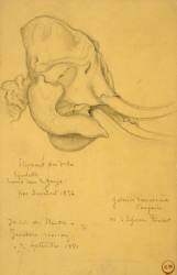 Crâne d'éléphant (Gustave Moreau) - Muzeo.com