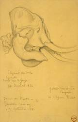 Crâne d'éléphant (Gustave Moreau) - Muzeo.com