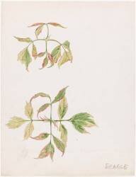 Erable (Emile Gallé) - Muzeo.com