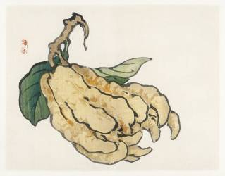 Etrog (Kono Barei) - Muzeo.com