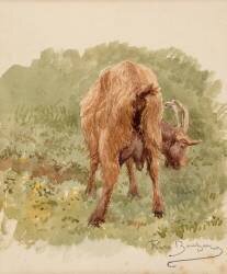 Etude de chèvre (Rosa Bonheur) - Muzeo.com