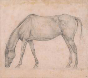 Etude de cheval (Edgar Degas) - Muzeo.com