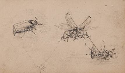 Etude d'insectes, hannetons (Pierre-Georges Deraisme) - Muzeo.com