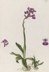 Etude d'orchidée (Emile Gallé) - Muzeo.com