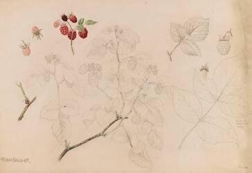 Framboisier (Emile Gallé) - Muzeo.com