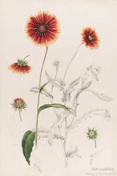 Gaillarde (Emile Gallé) - Muzeo.com