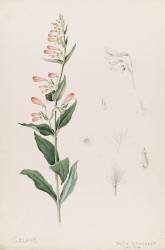 Galane (Emile Gallé) - Muzeo.com