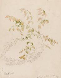 Glycine (Emile Gallé) - Muzeo.com