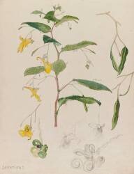 Impatience (Emile Gallé) - Muzeo.com