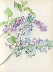 Lilas, Pour un herbier, Colette (Raoul Dufy) - Muzeo.com