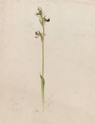 Ophrys (Emile Gallé) - Muzeo.com