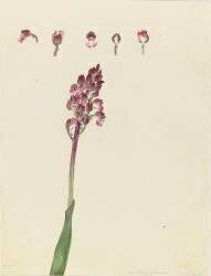 Orchis (Emile Gallé) - Muzeo.com