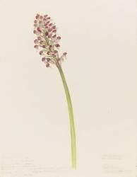 Orchis (Emile Gallé) - Muzeo.com