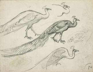 Paons de profil (Eugène Grasset) - Muzeo.com