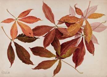 Pavia (marronnier) (Emile Gallé) - Muzeo.com