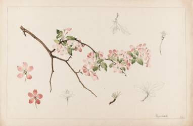 Pommier (Emile Gallé) - Muzeo.com