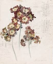 Primevères (Emile Gallé) - Muzeo.com