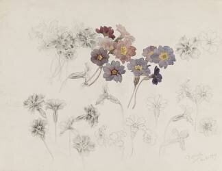 Primevères (Emile Gallé) - Muzeo.com