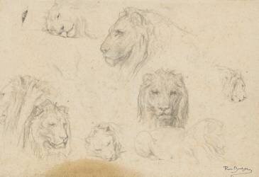 Sept études de têtes de lion, et croquis d'un lion couché (Rosa Bonheur) - Muzeo.com