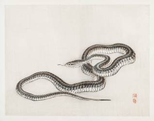 Serpent (Kono Barei) - Muzeo.com