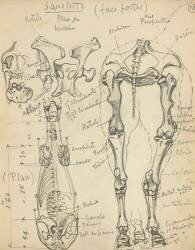 Squelette de cheval (Eugène Grasset) - Muzeo.com
