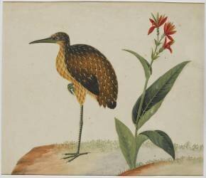 Echassier (anonyme) - Muzeo.com