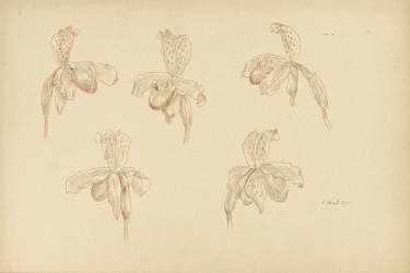 études de fleurs d'orchidées (Claudius Popelin-Ducarre) - Muzeo.com