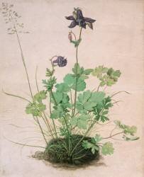 Akelei (Albrecht Dürer) - Muzeo.com