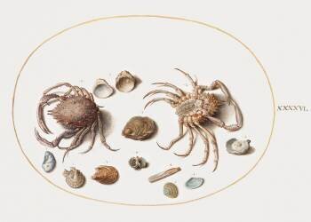 Crabes et coquillages (Joris Hoefnagel) - Muzeo.com