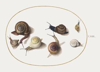 Escargot (Joris Hoefnagel) - Muzeo.com