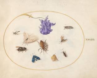 Insectes (Joris Hoefnagel) - Muzeo.com