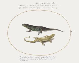Lézards (Joris Hoefnagel) - Muzeo.com