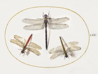 Three dragonflies (Joris Hoefnagel) - Muzeo.com