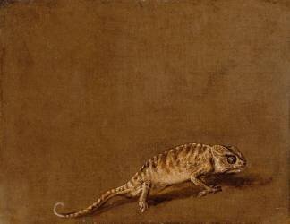 Caméléon (Pieter Boel) - Muzeo.com