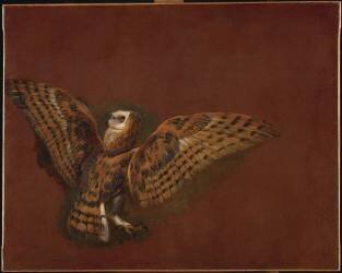 Chat-huant ; étude (Pieter Boel) - Muzeo.com