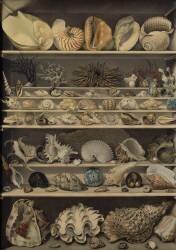 Choix de coquillages (Alexandre-Isidore Leroy de...) - Muzeo.com