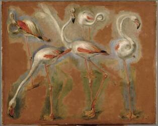 Cinq flamants roses (Pieter Boel) - Muzeo.com
